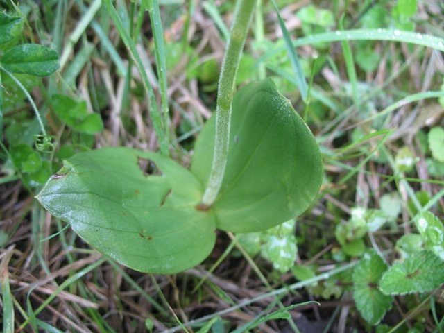 Listera ovata feuilles